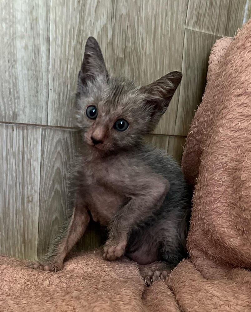 lykoi cat for sale